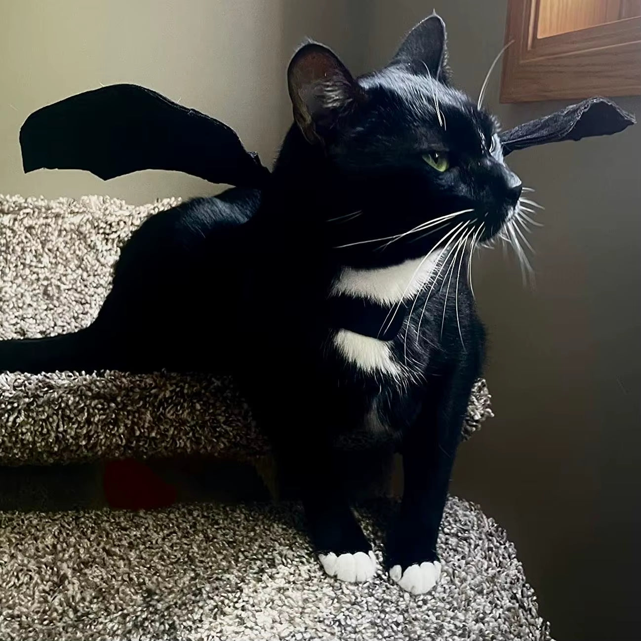 TONG Cat Halloween Costume Bell Halloween Bat Wings Pet Costumes for Small Dogs Cats Halloween Party Small
